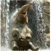 Elephant Baby Playing in Water
