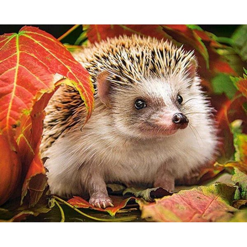 Autumn Hedgehog Pain...
