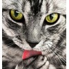Cat Licking Paw DIY Painting