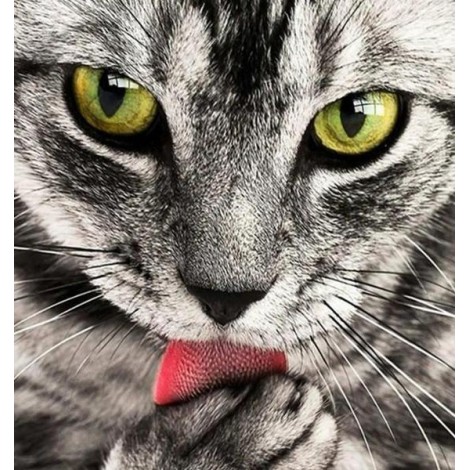 Cat Licking Paw DIY Painting
