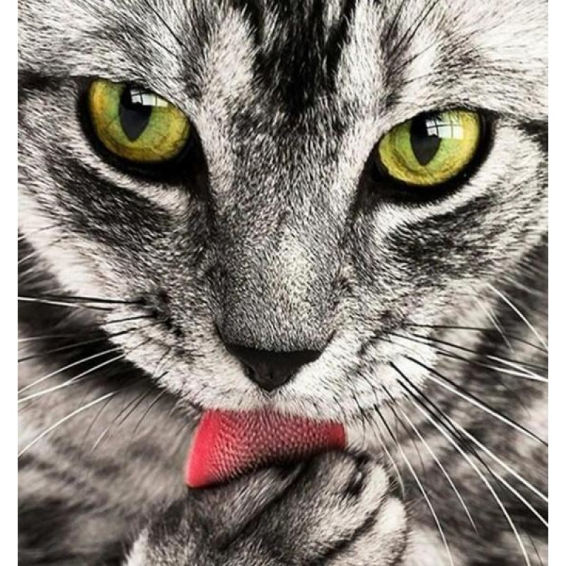 Cat Licking Paw DIY ...