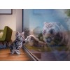 Cat & Tiger Reflection