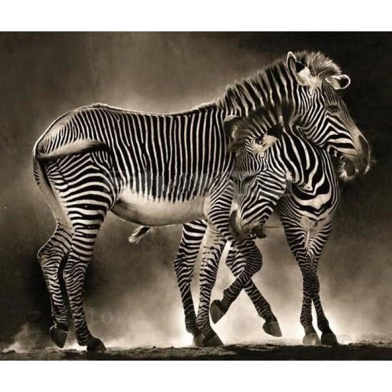 Zebras Hugging Diamo...