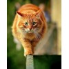 Chubby Cat Diamond Painting Kit