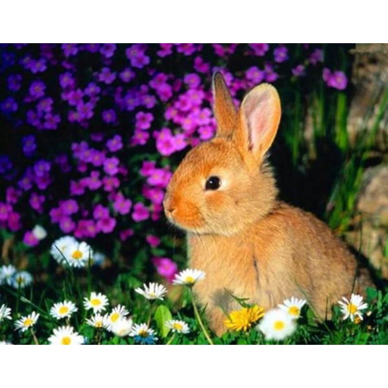 Rabbit Sitting in Fl...