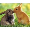 Rabbits Pair DIY Painting