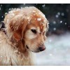 Dog in Snow DIY Painting Kit