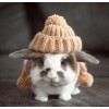 Cute Rabbit Wearing Cap