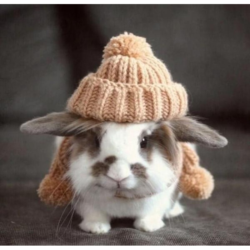 Cute Rabbit Wearing ...