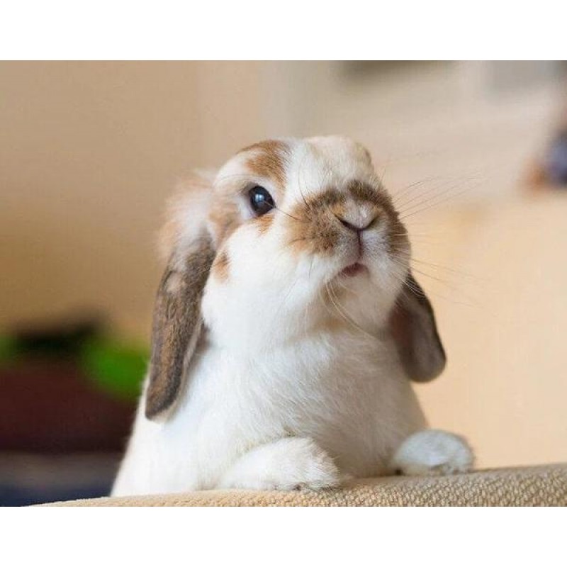 Cute Rabbit Diamond ...