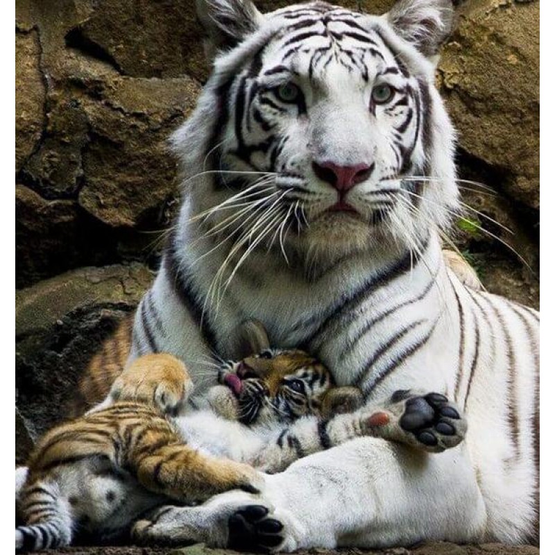 White Tiger with Cub