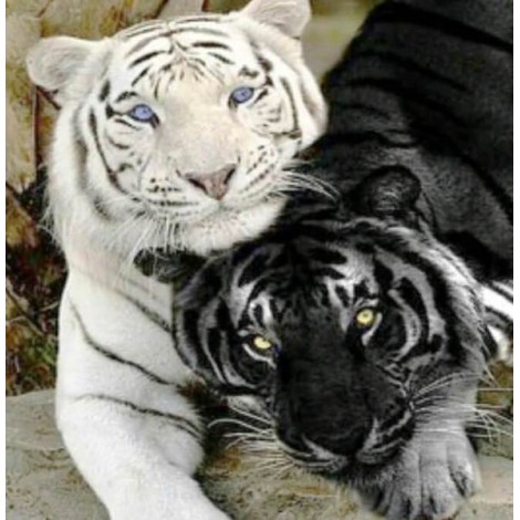 White & Black Tigers