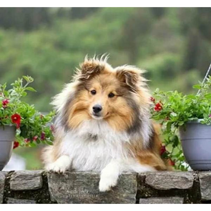 Sheltie Schilderijen...