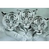 Three White Tigers