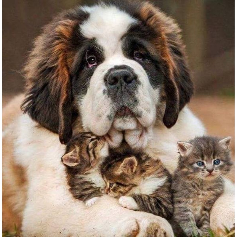 Dog with Three Cats