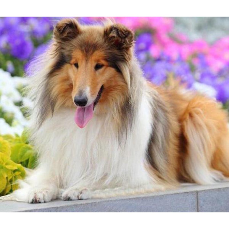 Rough Collie Diamond...