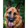 German Shepherd Painting Kit