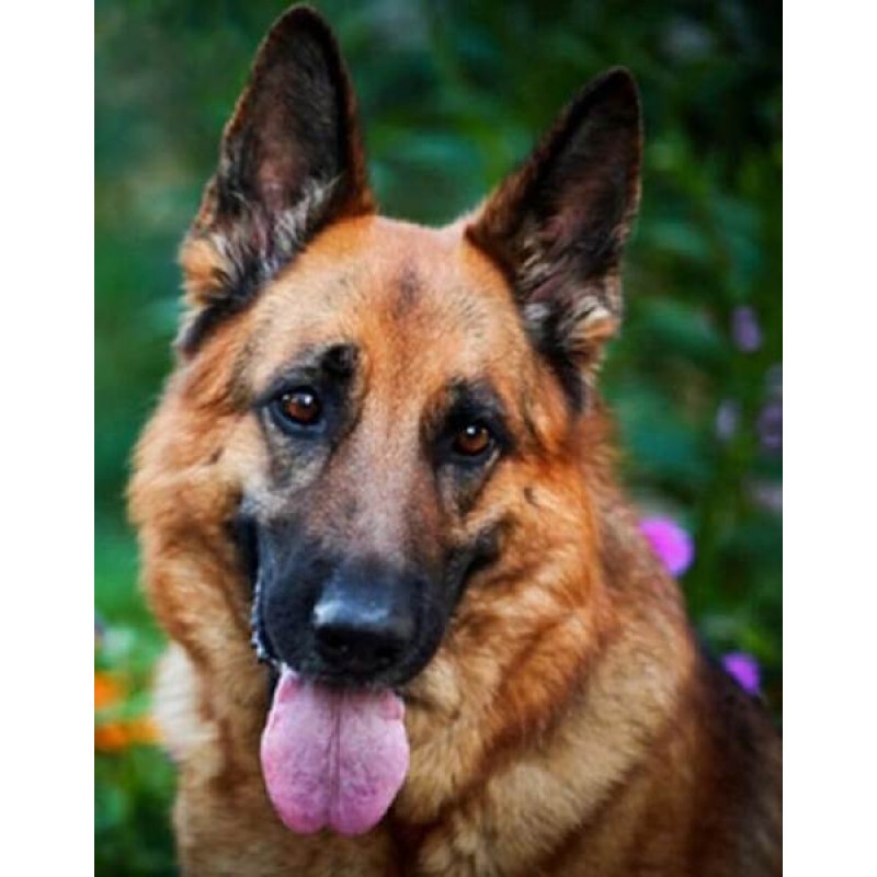 German Shepherd Pain...
