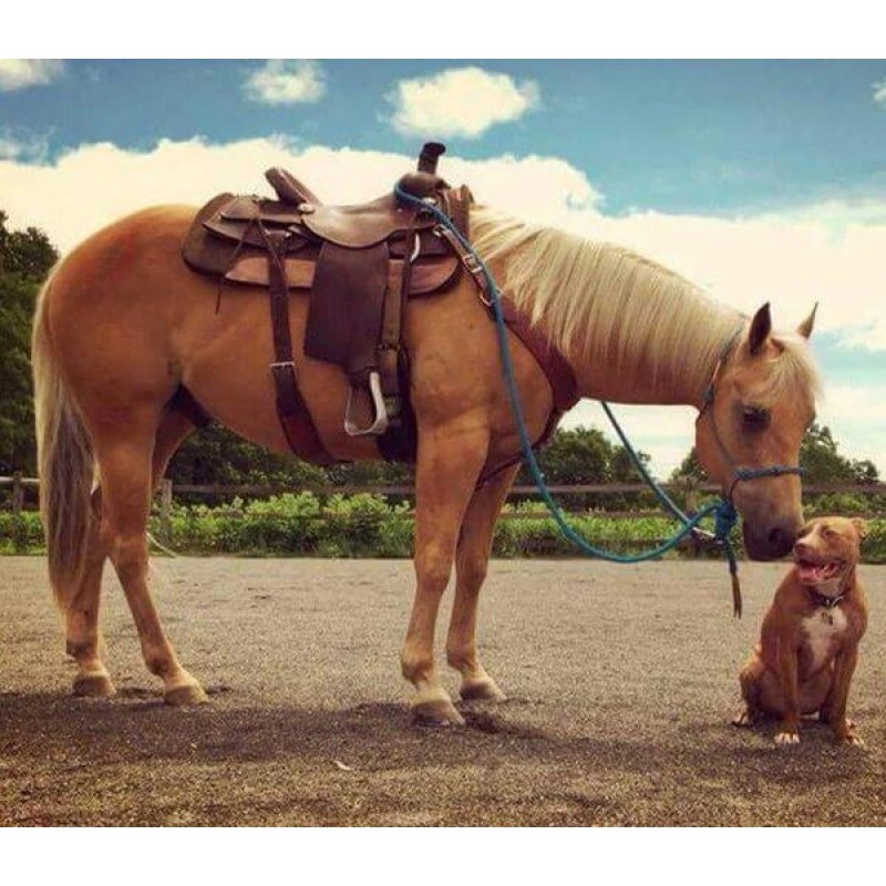 Dog & Horse Pain...