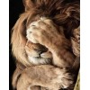 Shy Lion Diamond Painting