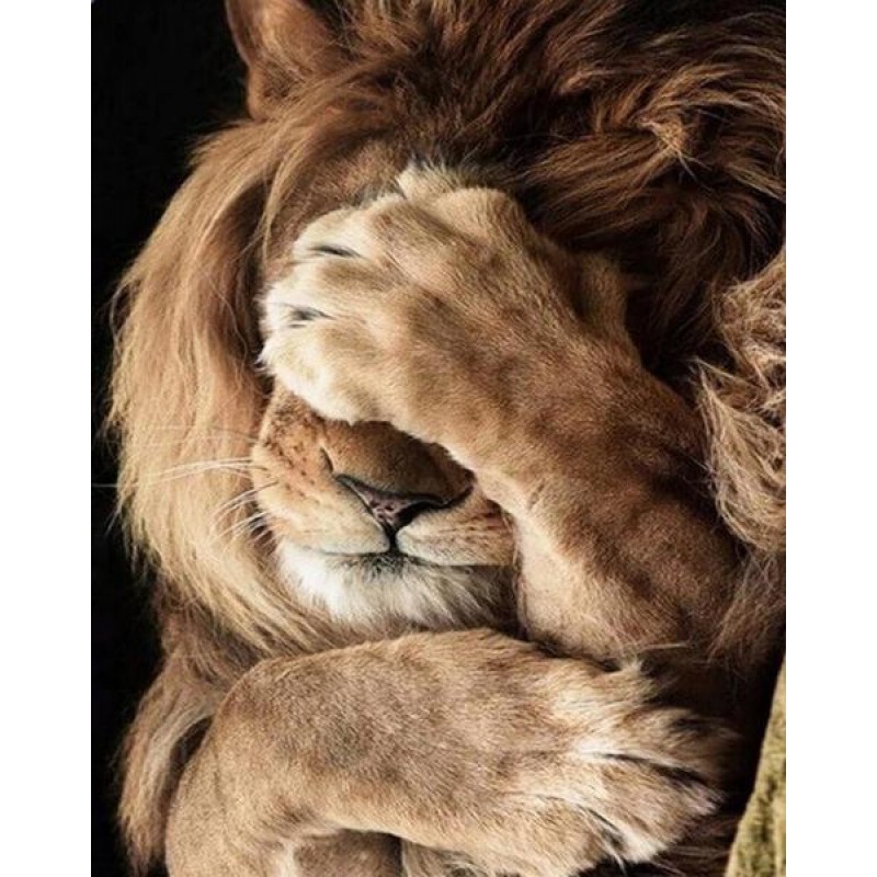Shy Lion Diamond Pai...