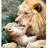 Lion with Cub Painting Kit