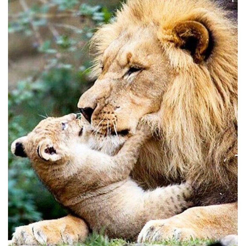 Lion with Cub Painti...