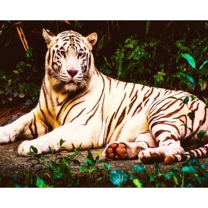 White Beast