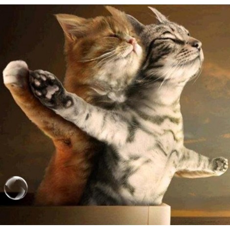 Romantic Cat Couple