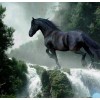Running Black Horse