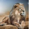 Lion 5D Diamond Painting Kit