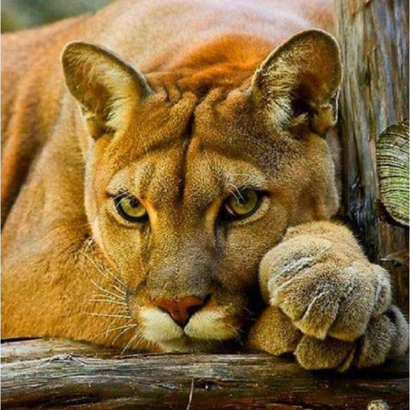 Puma Diamond Paintin...