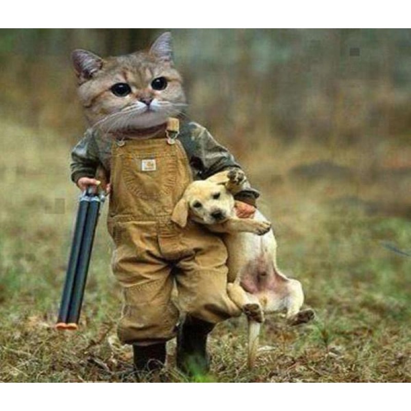 Funny Cat & Dog ...