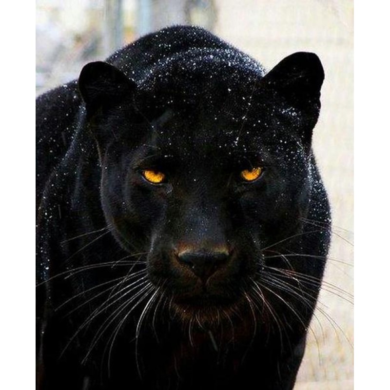 Black Panther DIY Pa...