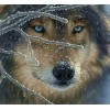 Wolf in the Winter