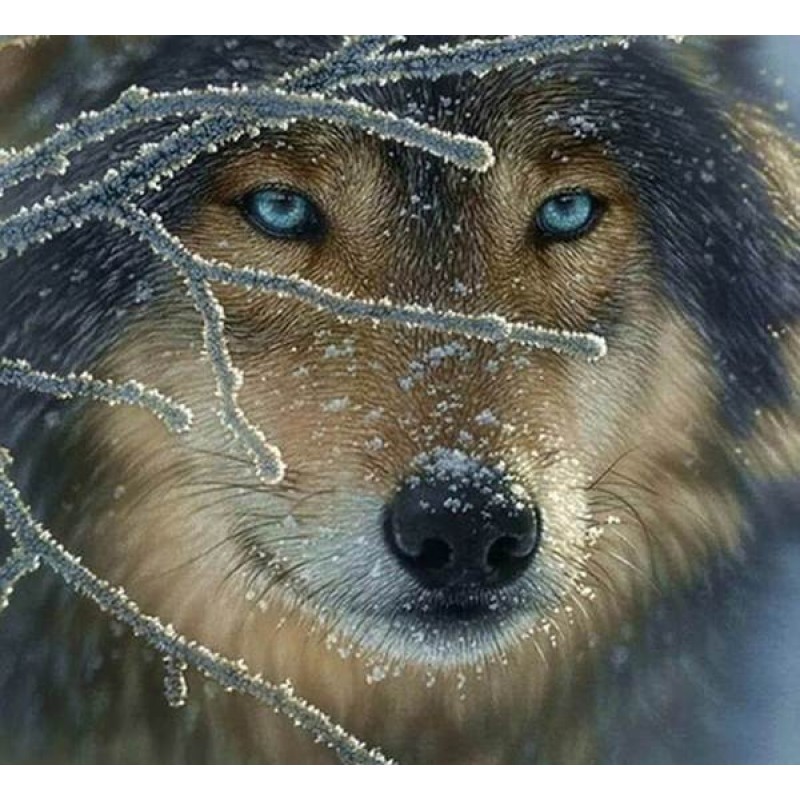 Wolf in the Winter