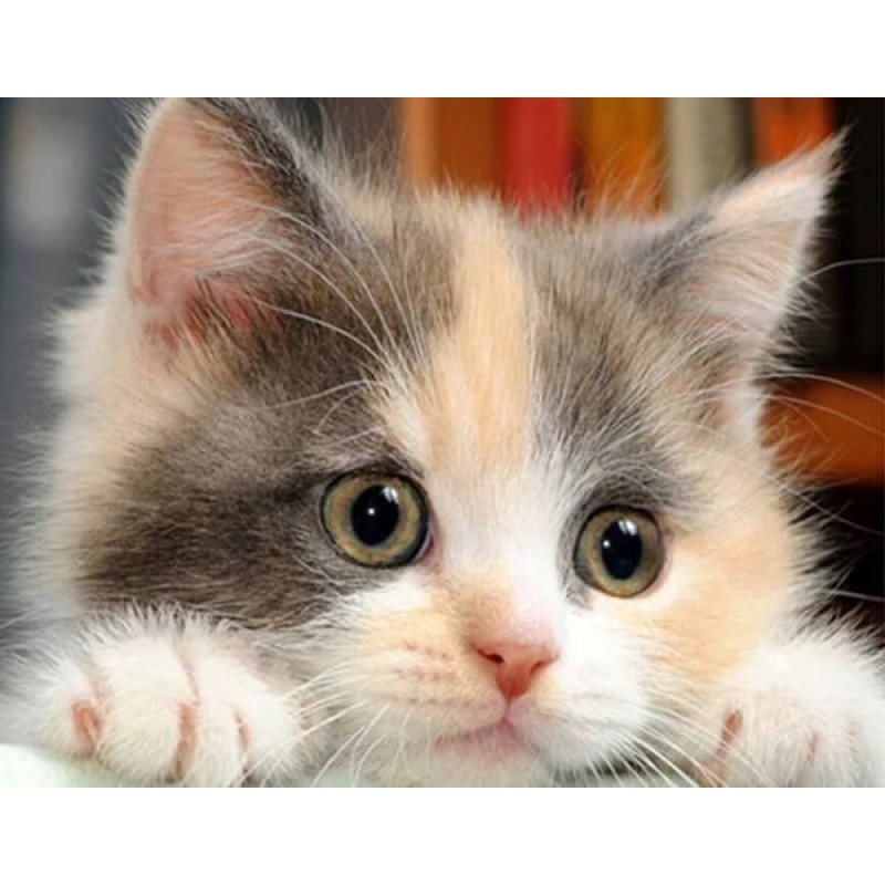 Cute Kitten Diamond ...