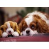 Puppy with a Stuffed Toy
