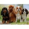 Cavalier King Charles Spaniel Puppies