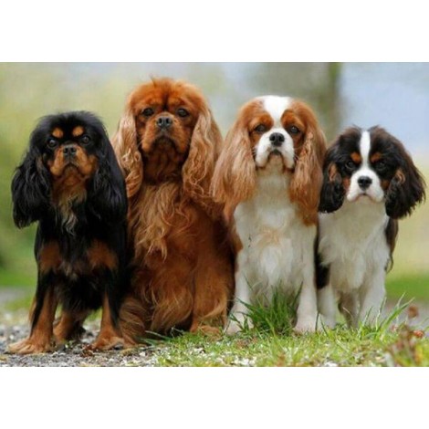 Cavalier King Charles Spaniel Puppies