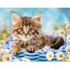 Cat & White Daisies