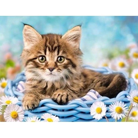 Cat & White Daisies