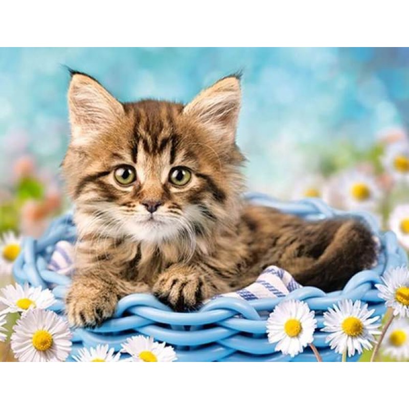 Cat & White Dais...