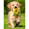 Dog Running with Flower in Mouth