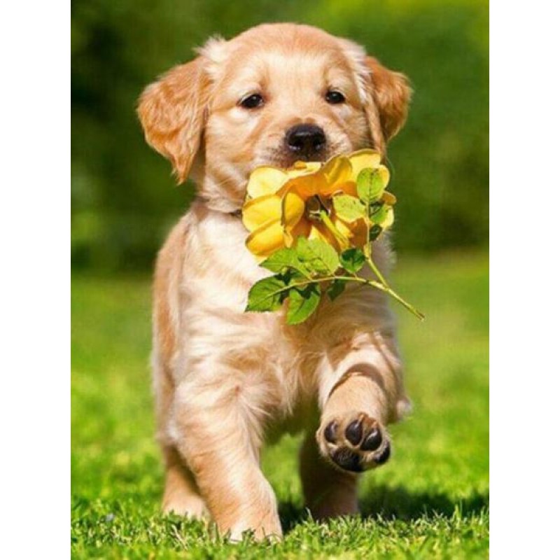 Dog Running with Flo...