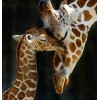 Giraffe Family Diamond Painting Kit