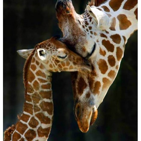 Giraffe Family Diamond Painting Kit