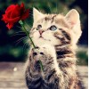 Cute Kitten with Red Rose