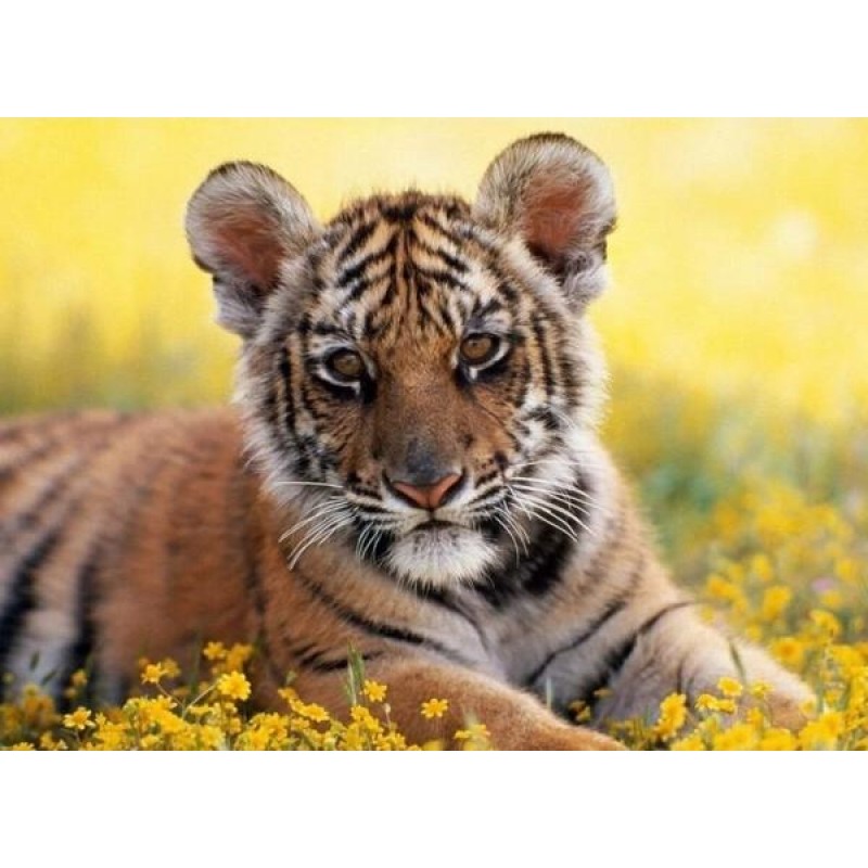 Tiger Cub