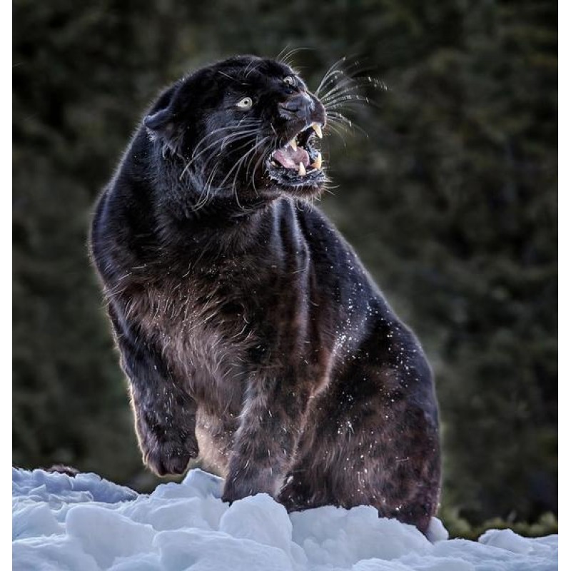 Black panther in the...